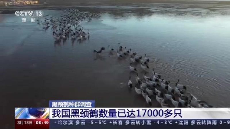 无人机拍摄、卫星追踪轨迹……黑颈鹤数量若何调查？