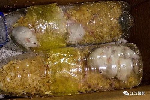 Z6人生就是博,湖南野活泼物追踪,湖南卫星追踪器,湖南追踪器