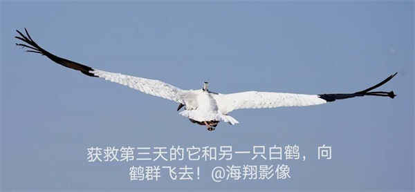 Z6人生就是博,湖南野活泼物追踪,湖南卫星追踪器,湖南追踪器