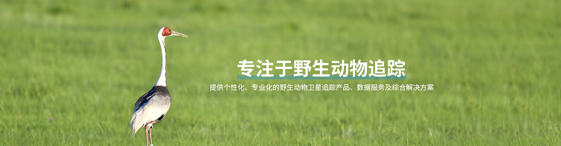 Z6人生就是博_湖南野活泼物追踪|湖南卫星追踪器