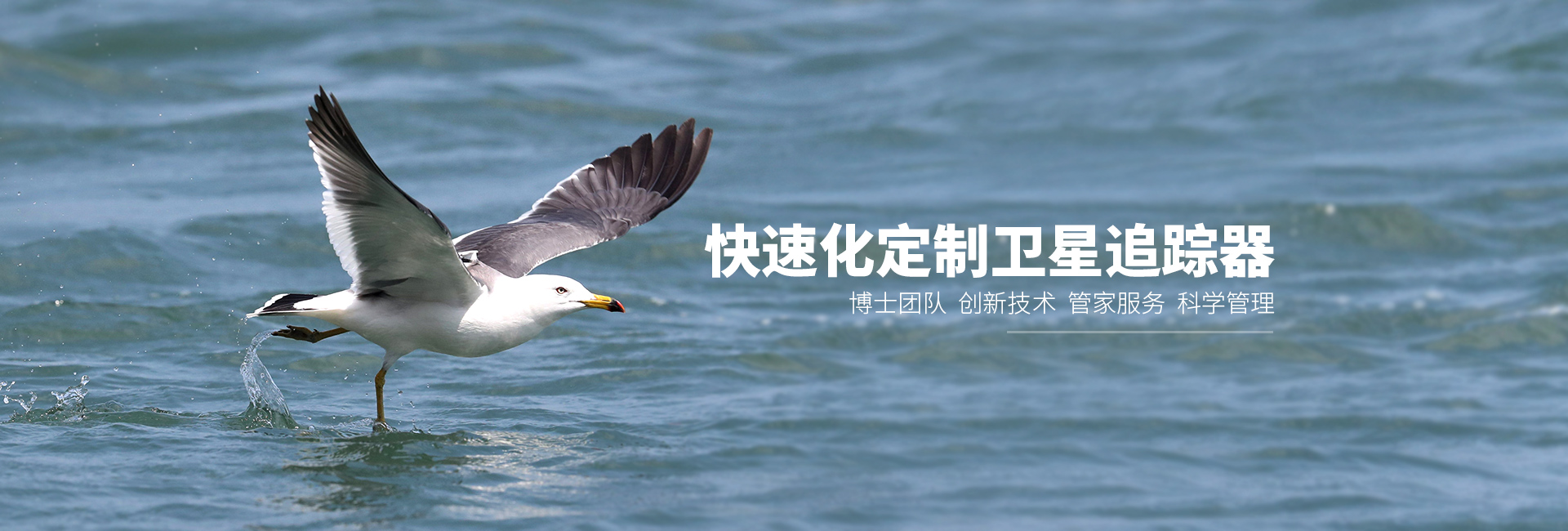 Z6人生就是博_湖南野活泼物追踪|湖南卫星追踪器