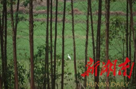 攸县兴林油茶,油茶苗,油茶果,轻基质杯苗,裸根苗,油茶苗价值,油茶苗批发,油茶苗基地