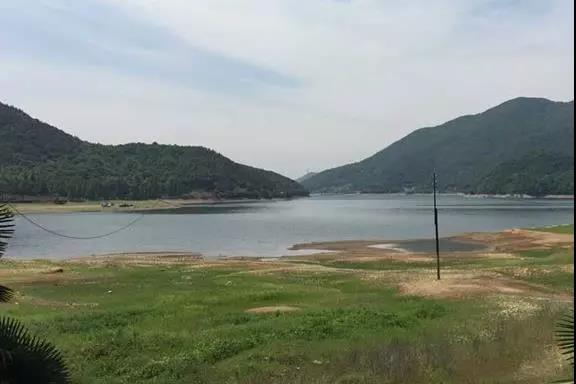 攸县兴林油茶,油茶苗,油茶果,轻基质杯苗,裸根苗,油茶苗价值,油茶苗批发,油茶苗基地