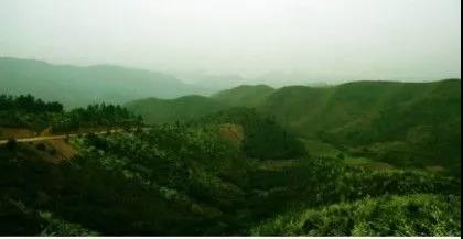 攸县兴林油茶,油茶苗,油茶果,轻基质杯苗,裸根苗,油茶苗价值,油茶苗批发,油茶苗基地