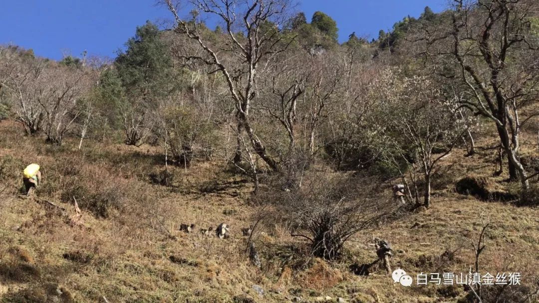 攸县兴林油茶,油茶苗,油茶果,轻基质杯苗,裸根苗,油茶苗价值,油茶苗批发,油茶苗基地