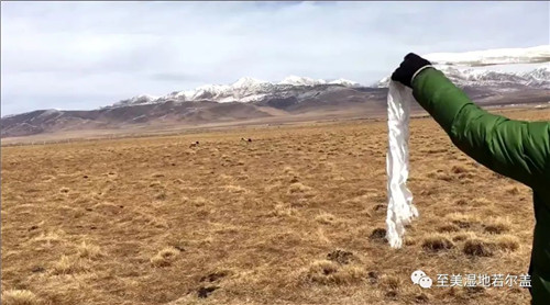 Z6人生就是博,湖南野活泼物追踪,湖南卫星追踪器,湖南追踪器
