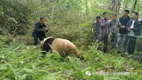 Z6人生就是博,湖南野活泼物追踪,湖南卫星追踪器,湖南追踪器