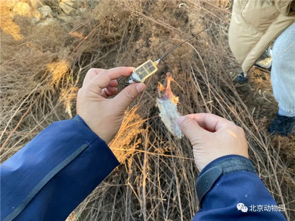 Z6人生就是博,湖南野活泼物追踪,湖南卫星追踪器,湖南追踪器