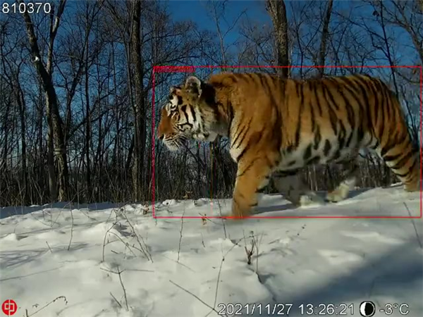 Z6人生就是博,湖南野活泼物追踪,湖南卫星追踪器,湖南追踪器