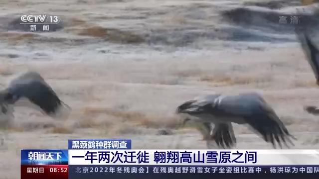 Z6人生就是博,湖南野活泼物追踪,湖南卫星追踪器,湖南追踪器