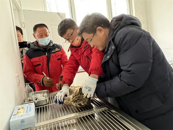 Z6人生就是博,湖南野活泼物追踪,湖南卫星追踪器,湖南追踪器