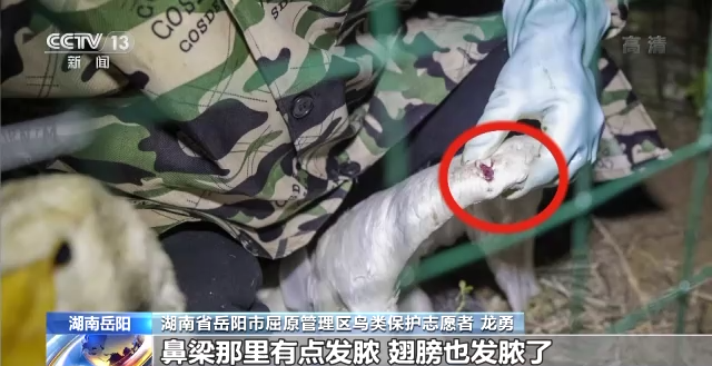 Z6人生就是博,湖南野活泼物追踪,湖南卫星追踪器,湖南追踪器