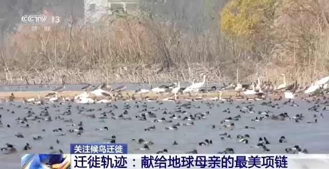 Z6人生就是博,湖南野活泼物追踪,湖南卫星追踪器,湖南追踪器