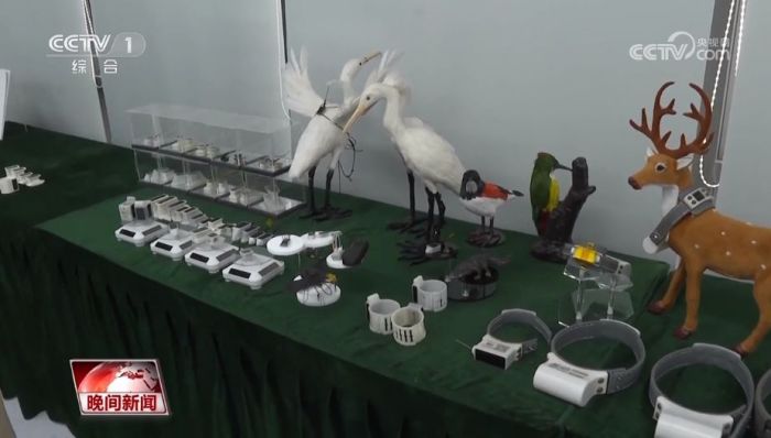 Z6人生就是博,湖南野活泼物追踪,湖南卫星追踪器,湖南追踪器