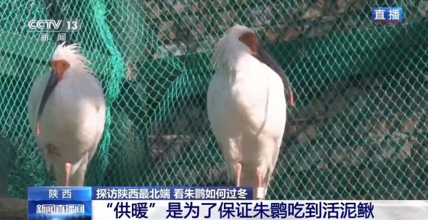 Z6人生就是博,湖南野活泼物追踪,湖南卫星追踪器,湖南追踪器