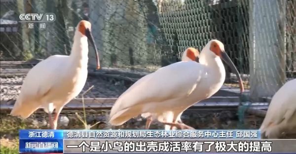 Z6人生就是博,湖南野活泼物追踪,湖南卫星追踪器,湖南追踪器
