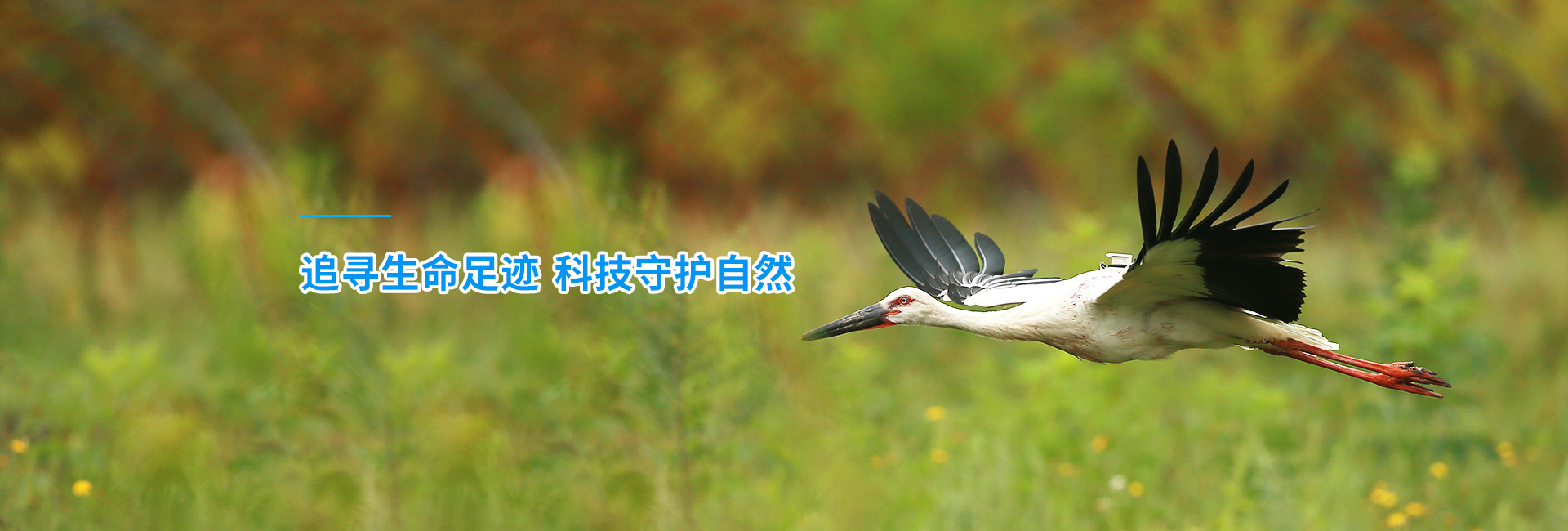 Z6人生就是博_湖南野活泼物追踪|湖南卫星追踪器