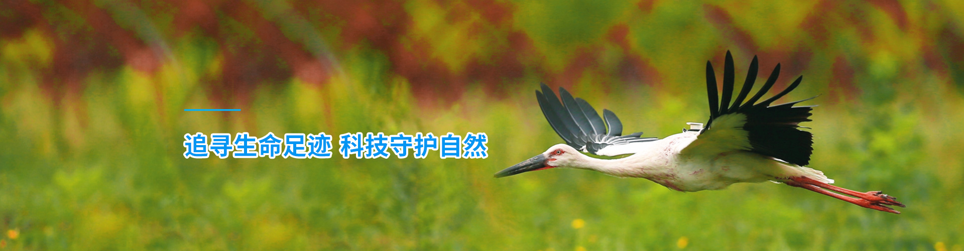 Z6人生就是博_湖南野活泼物追踪|湖南卫星追踪器